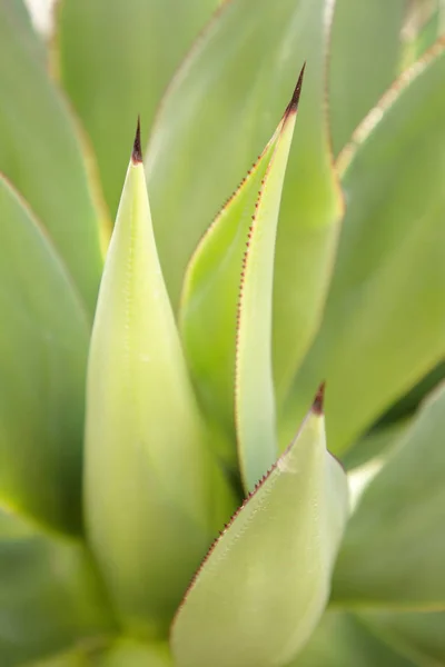 Detalj skott av kaktus — Stockfoto