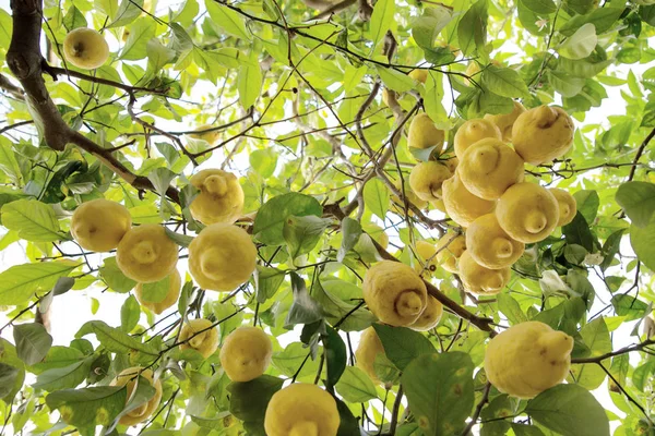 한 나무에 많이 있는 레몬 — 스톡 사진