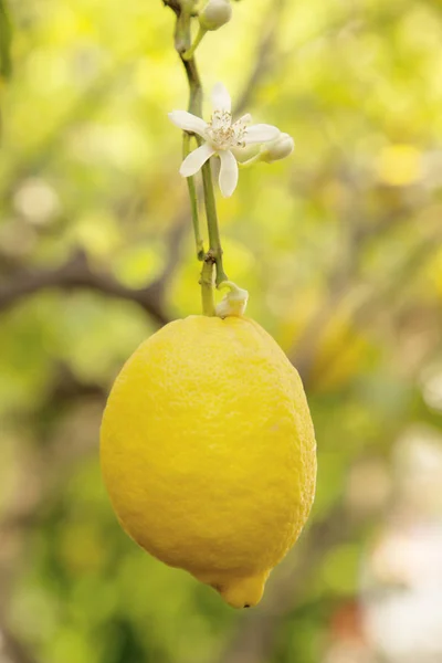 나무에 달린 레몬 한 개 — 스톡 사진
