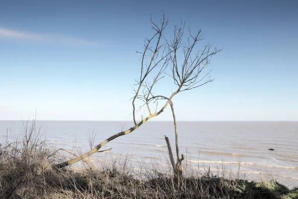 Δέντρο ενάντια στη θάλασσα — Φωτογραφία Αρχείου