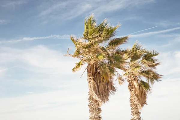 マルタの海岸線に対して風に吹いてヤシの木と大きな空の景色 — ストック写真