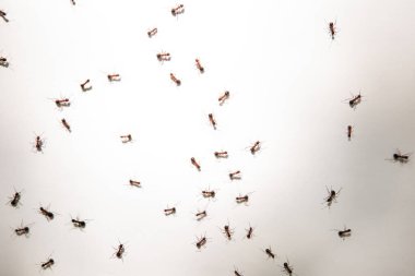 Beyaz kağıt üzerinde koşuşturan bir sürü karınca 