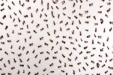 Beyaz kağıt üzerinde koşuşturan bir sürü karınca 