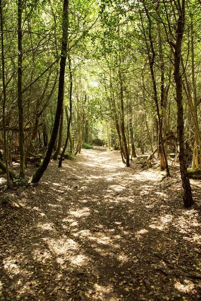 Surrey Deki Ormanın Etrafındaki Patikada — Stok fotoğraf