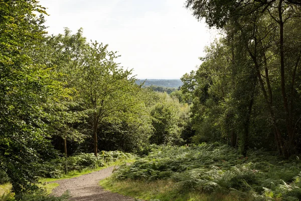 Ścieżka Lesie Wokół Lasu Surrey — Zdjęcie stockowe