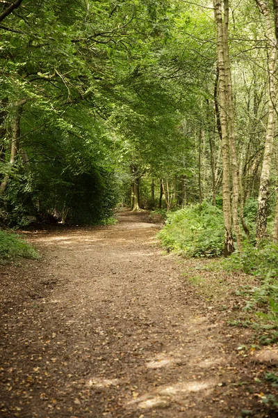 Sendero Bosque Alrededor Del Bosque Surrey —  Fotos de Stock