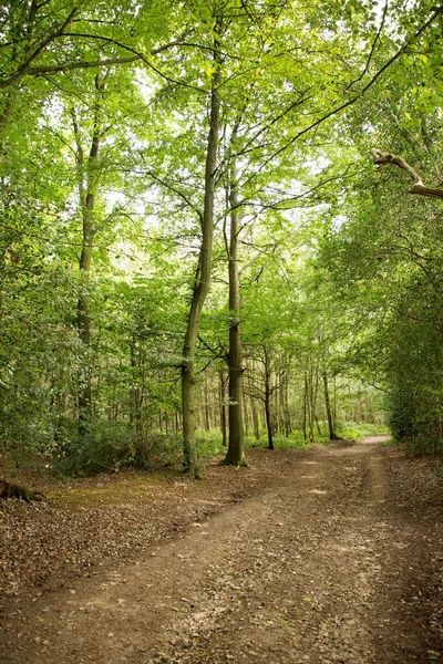 Pad Het Bos Rond Het Bos Surrey — Stockfoto