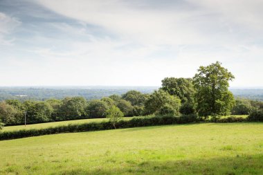 İngiltere 'nin Surrey kırsalında yeşil bir tarlada çekilen ağaçlar