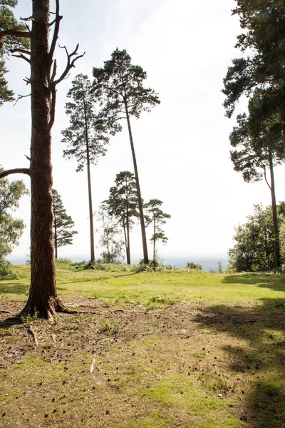 Árboles Campo Verde Tomado Campiña Surrey Inglaterra —  Fotos de Stock