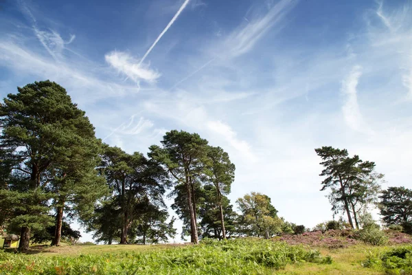 Stromy Zeleném Poli Surrey Krajině Anglii — Stock fotografie