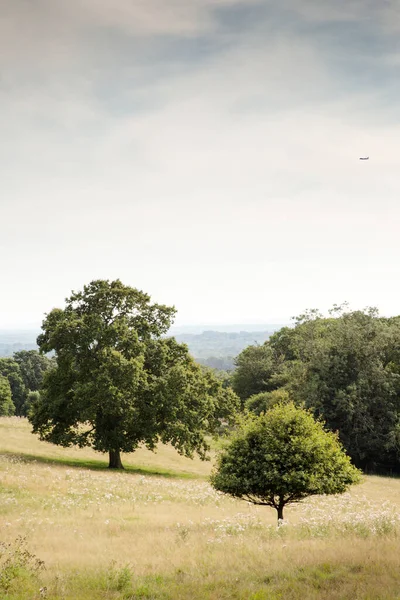 Bomen Een Groen Veld Genomen Het Platteland Van Surrey Engeland — Stockfoto