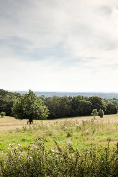 Bäume Auf Einer Grünen Wiese Der Surrealen Landschaft England Aufgenommen — Stockfoto