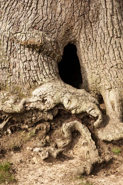 Hintergrundbild Eines Hohlraums Einem Baum — Stockfoto