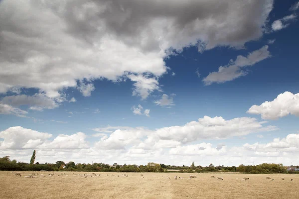 Ovelhas Campo Dia Nublado Fambridge Essex Inglaterra — Fotografia de Stock
