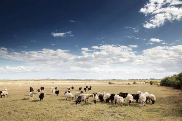 Sheep Field Cloudy Day Fambridge Essex England — Stock Photo, Image