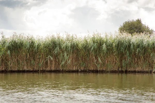 Roseaux Élevés Cultivés Sur Banck Rivière — Photo