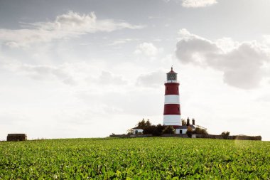 Norfolk 'ta Happisburgh' da deniz fenerinde bir tarlaya bakıyorum.