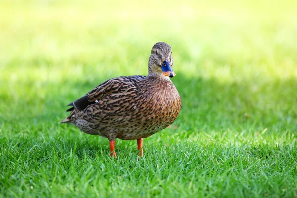 Mallard hembra de pie en hierba verde — Foto de Stock