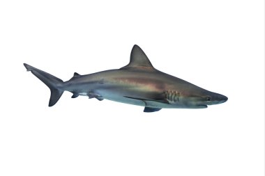 beyaz izole köpek balığı 