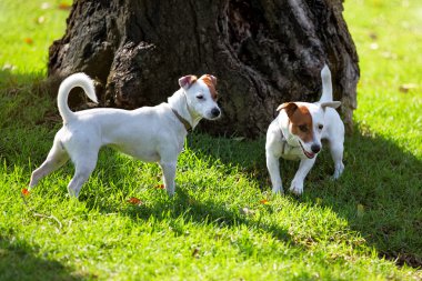 kukla yeşil çimenlerin üzerinde