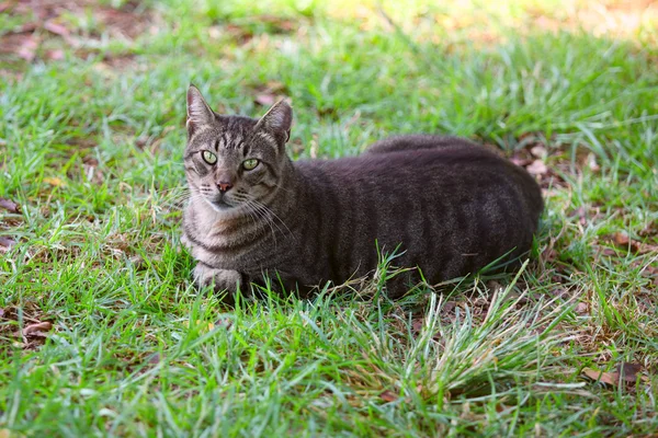 Katze im Gras ruht — Stockfoto