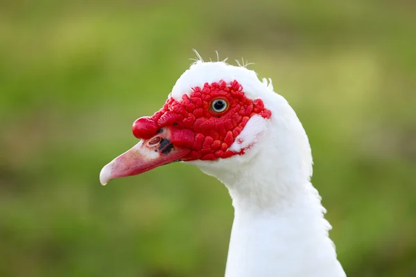 Muscovy Duck Portrait — Stock Photo, Image