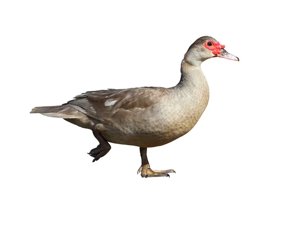 Muscovy Duck  isolated on white background — Stock Photo, Image