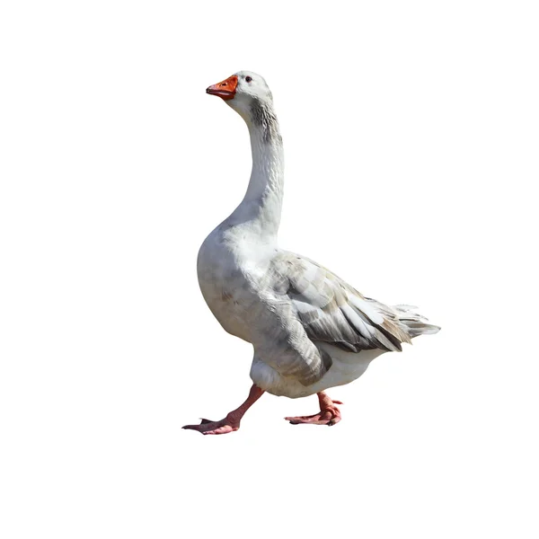 Big Grey goose isolated on a white — Stock Photo, Image