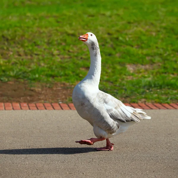 Porträtt av vildgås korsning street i naturlig miljö — Stockfoto