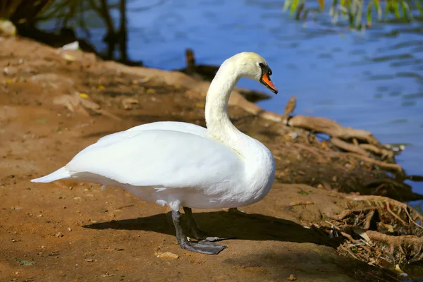 Weißer Schwan blickt auf See, der am Ufer steht — Stockfoto