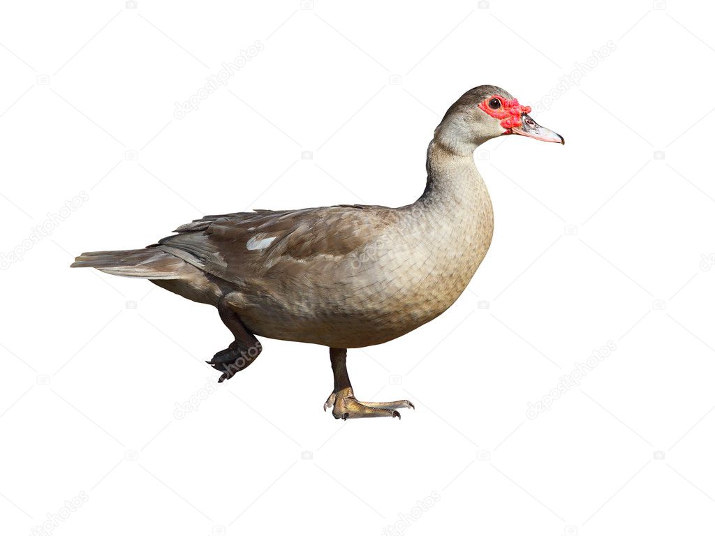Barbarie Ente Kaufen Barbarie Ente Kaufen
