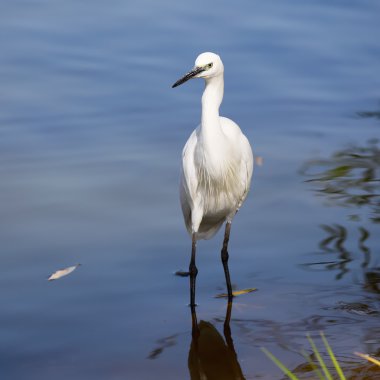 Küçük ak balıkçıl (Egretta garzetta), suda ayakta Sole kuş