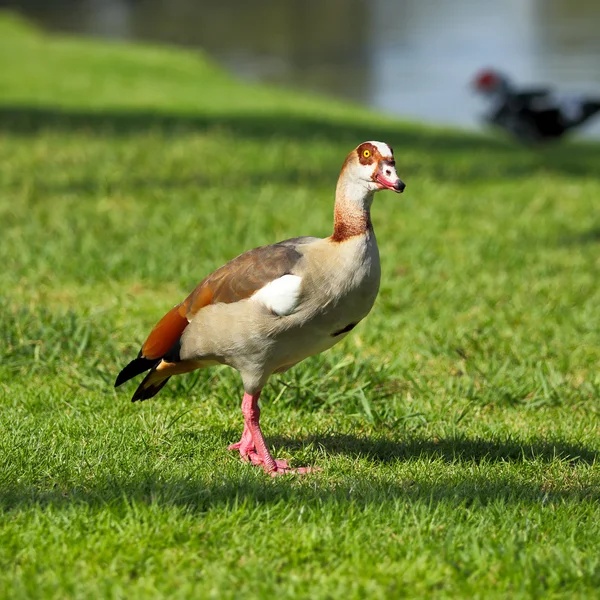 Oie égyptienne debout dans l'herbe verte — Photo