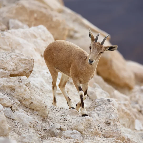 Close up of young nubian ibex — Stock Photo, Image