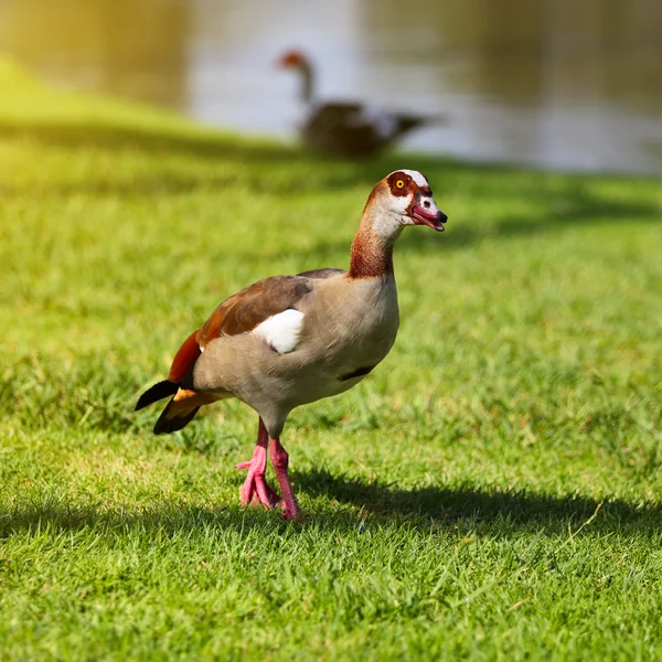 Oca egiziana in piedi in erba verde — Foto Stock