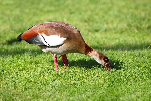 Egyptian goose busy feeding in the grass. — Stock Photo, Image