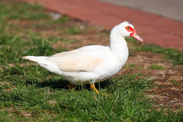Muscovy duck standing in green grass — Stock Photo, Image