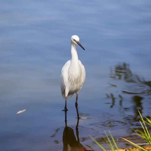 Bílé malé volavka stál ve vodě a při pohledu na jídlo — Stock fotografie