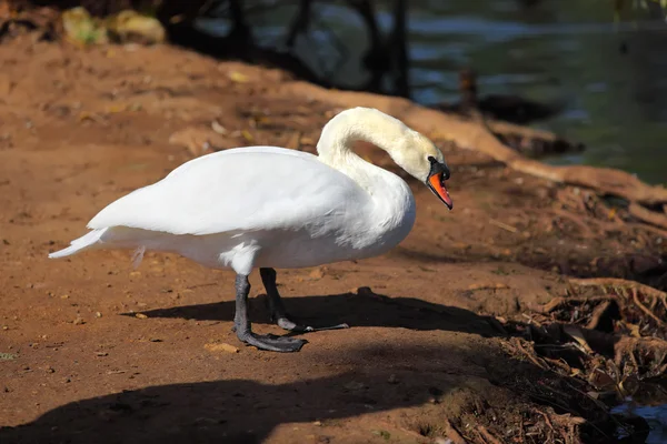 White swan looking at lake standing on shore — Stock Photo, Image