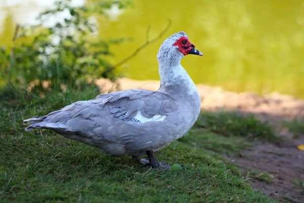Muscovy duck standing alone on the lakefront — Stock Photo, Image
