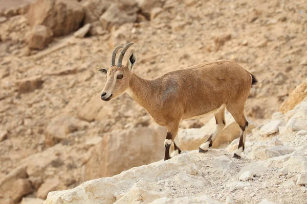 Κοντινό πλάνο του άγρια νεαρό nubian αγριοκάτσικο Εικόνα Αρχείου