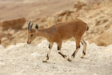 vahşi nubian dağ keçisi yakın çekim