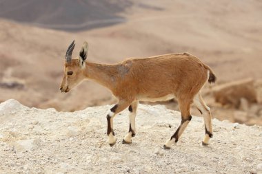 vahşi genç nubian dağ keçisi