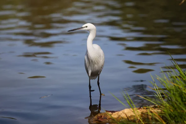 Weiße Seidenreiher (egretta garzetta)) — Stockfoto