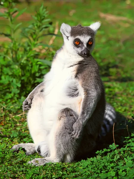 Lemur ocasu kruhová nástupem do podivné pozice — Stock fotografie