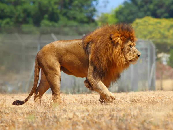 关闭了雄性狮子的图片 — 图库照片