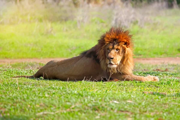 Imagen de primer plano de un león macho descansando en la hierba — Foto de Stock
