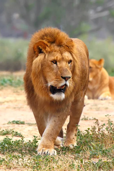 Imagen de cerca de un león macho en la hierba — Foto de Stock