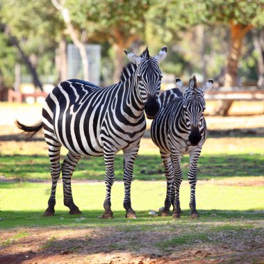 iki zebralar erken sabah güneşin altında duran