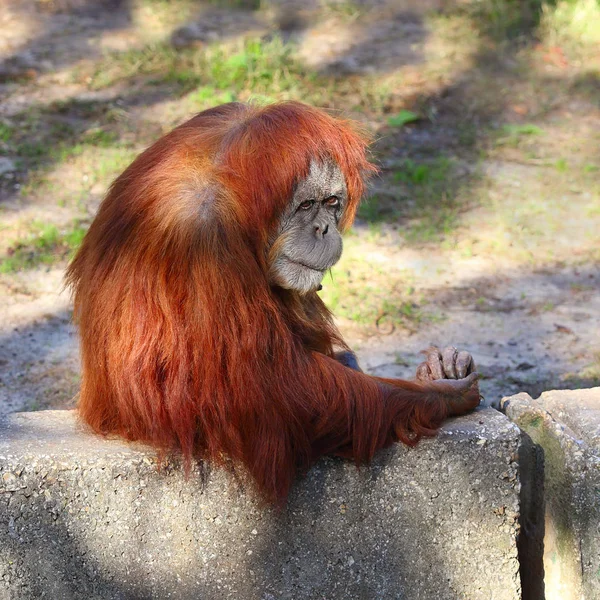 Orangutan w zoo — Zdjęcie stockowe